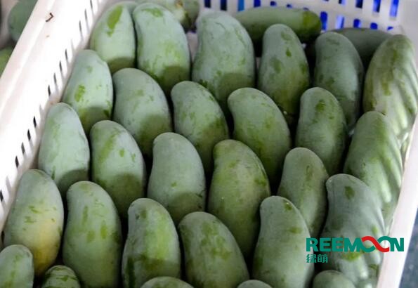 田東芒果是著名的熱帶水果，具有“熱帶果王”之美稱(chēng)，田東縣土地肥沃、光熱充足、雨熱同季,是芒果栽培適宜的地區(qū)。田東縣百冠品牌的百色芒果，是廣西的著名商標(biāo)。百色市百冠芒果生態(tài)谷種植面積達(dá)2.1萬(wàn)畝，芒果產(chǎn)量大，隨著我國(guó)經(jīng)濟(jì)形勢(shì)越來(lái)越好，人工費(fèi)用逐年增加以及當(dāng)?shù)貏趧?dòng)力日漸短缺，芒果采后處理問(wèn)題越來(lái)越突出，依靠