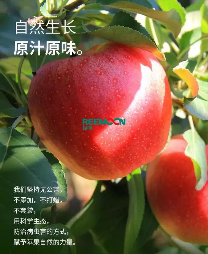 昭通蘋果：依靠短根莖種植和數(shù)字分揀技術(shù)帶動蘋果產(chǎn)業(yè)標(biāo)準(zhǔn)化在推動蘋果產(chǎn)業(yè)發(fā)展的過程中，昭通始終把加強(qiáng)企業(yè)領(lǐng)導(dǎo)力作為一個有力的切入點(diǎn)。為此，引進(jìn)陜西海生、SDIC中路、一寶、華師天農(nóng)等30多家企業(yè)，打造冷鏈物流市場，對蘋果進(jìn)行深加工，建立物聯(lián)網(wǎng)和大數(shù)據(jù)聯(lián)合應(yīng)用平臺，追蹤蘋果生產(chǎn)全過程。已成為華南地區(qū)最