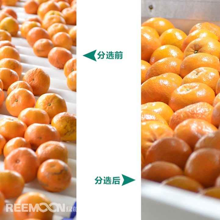 桂林興安引入綠萌沃柑智能分選線，給沃柑“做CT”，實(shí)現(xiàn)自動化、智能化分揀，讓效率翻一番、效益翻一番。嚴(yán)格把控沃柑品質(zhì)，持續(xù)為消費(fèi)者輸送質(zhì)量穩(wěn)定的成品。