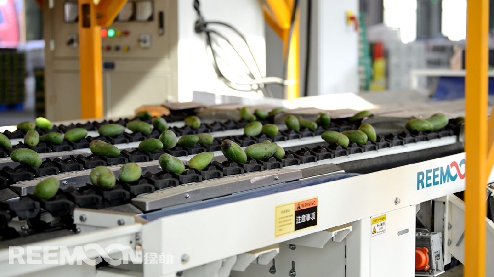 據(jù)ASIAFRUIT亞洲水果報(bào)道，貴妃芒本季有望迎來日本市場的開放。眾所周知，水果出口的門檻更高。人工分揀充滿主觀性和不確定性，靠人工分揀無法滿足出口的標(biāo)準(zhǔn)，一臺能夠準(zhǔn)確檢測水果各項(xiàng)指標(biāo)的分選機(jī)對于出口水果的檢測顯得尤為重要。綠萌（REEMOON ）創(chuàng)立于2001年，依托于中國科學(xué)院及華中農(nóng)業(yè)大學(xué)，專注