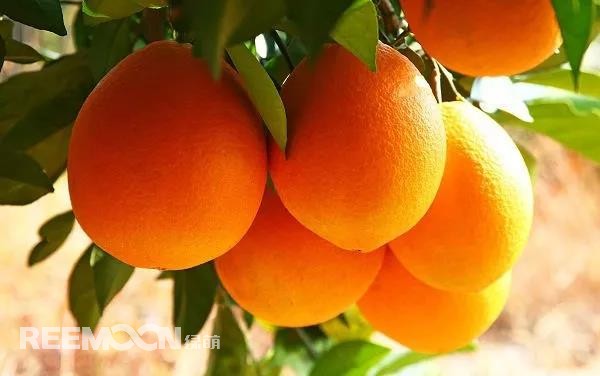 定了！定了！定了！2021年贛南臍橙開摘時(shí)間確定11月1日贛南臍橙正式開摘！!10月9日，小編從贛州市贛南臍橙協(xié)會(huì)五屆二次理事會(huì)上獲悉，根據(jù)贛州市果業(yè)發(fā)展中心對全市贛南臍橙采樣檢測結(jié)果以及氣象部門氣候預(yù)測等因素的綜合分析，經(jīng)充分討論并表決通過，確定2021年贛南臍橙開始采摘時(shí)間為11月1日。想念了一年的贛