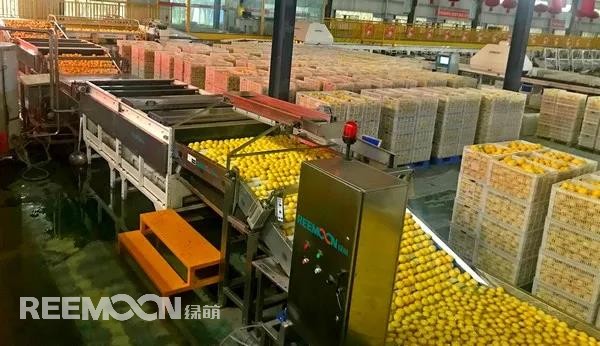 新一季的檸檬于九月中旬上市，采摘季將持續(xù)到十二月底結(jié)束。今年檸檬的品質(zhì)比往年更好，但產(chǎn)量較降低了近40%。王國龍是重慶匯達檸檬科技集團有限公司的銷售經(jīng)理，他首先介紹了產(chǎn)地方面的情況，“一方面，受低溫霜凍和春旱天氣影響，部分果樹被凍。另一方面，疫情之下，一些基地的管理水平跟不上，這也導(dǎo)致本季產(chǎn)量有所降低。