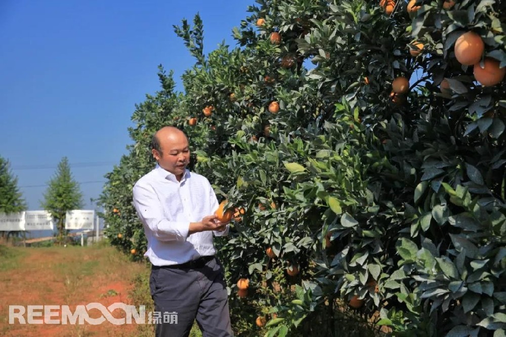 江西綠萌科技控股有限公司董事長朱壹我是第3次造訪綠萌位于江西省信豐縣大阿鎮(zhèn)的現(xiàn)代農(nóng)業(yè)科技示范基地。與前幾次來的時間不同，這趟過來恰逢果實成熟期。我們品嘗了幾個品種，口感都非常好。尤其是我最愛的“雞尾葡萄柚”，糖度普遍在13%以上，風(fēng)味令人記憶深刻?！艾F(xiàn)在除了臍橙和‘雞尾葡萄柚’，還有其他適合的品種