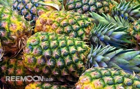 即將到來的3-5月是菠蘿大量成熟的季節(jié)，但是本月中旬已有幾十家采購商應(yīng)邀前往徐聞考察，帶動起一波菠蘿采購潮。2月12日，徐聞縣向全球采購商發(fā)出《來自“菠蘿的?！钡男拧芬l(fā)熱烈反響。十多家境內(nèi)外媒體紛紛轉(zhuǎn)發(fā)點贊，不少外地采購商“搶鮮”登門。短短3天時間，已經(jīng)有來自遼寧、山東、山西、陜西、四川、河南、上海等地的