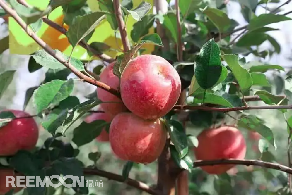 全國蘋果種植面積持續(xù)增加，蘋果產(chǎn)量不斷提高，但還是有很多人發(fā)出蘋果都會(huì)有“沒有以前的好吃”的疑惑。消費(fèi)者的口味在發(fā)生變化，對(duì)蘋果口感的追求也越來越高。蘋果產(chǎn)業(yè)也面臨著一場(chǎng)變革。如何在這場(chǎng)沒有硝煙的戰(zhàn)場(chǎng)上殺出重圍，江蘇斯味特果業(yè)給出了一個(gè)很好的選項(xiàng)。斯味特果業(yè)種植的萬畝蘋果是從新西蘭引進(jìn)的富士系列新品