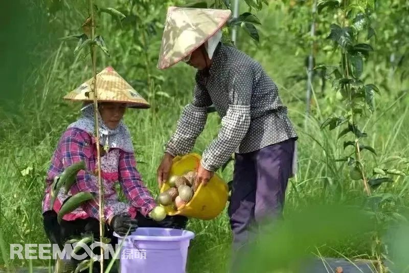 從2014年的2000畝到2022年的6.1萬畝，貴州省從江縣百香果種植面積逐步擴(kuò)大，已成為了縣主導(dǎo)產(chǎn)業(yè)，也成為了群眾致富的“金果果”。走進(jìn)從江縣農(nóng)特產(chǎn)品集散中心大數(shù)據(jù)服務(wù)中心，從跳動(dòng)的百香果數(shù)據(jù)屏可以看出，從江百香果的最高批發(fā)價(jià)已經(jīng)達(dá)到19元/斤，而全國最高批發(fā)價(jià)則在15.6元/斤。想要果品在市場(chǎng)中取得消費(fèi)者的喜愛和認(rèn)可