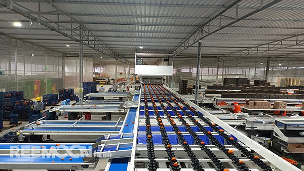 秋意漸濃, 橘香四溢。秘魯最大的冷庫制造商Friopacking投資新建的加工廠里熱鬧不凡，綠萌Fruscan S7柑橘分選設(shè)備正火力全開。據(jù)悉，F(xiàn)riopacking投資的公司Packing del Carmen主要加工柑橘和牛油果。與綠萌的結(jié)緣也是得益于南非與智利客戶的大力推薦。在經(jīng)過與多家分選設(shè)備生產(chǎn)商比對(duì)以及與綠萌工程師溝通后，Packing del Ca