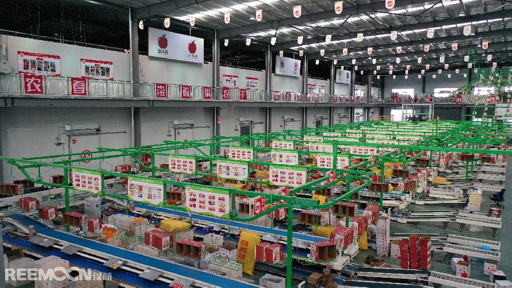 6月11日，走進(jìn)洛川縣蘋果現(xiàn)代產(chǎn)業(yè)園區(qū)，在延安自然搭檔農(nóng)業(yè)發(fā)展有限公司智能分選車間，機械轟鳴，人頭攢動，幾十名工人有條不紊地在分選線上忙碌著。一個個色澤紅潤、大小勻稱的蘋果，正通過圓形硅膠托盤運上智能選果線，經(jīng)過檢測通道依次歸位，按照重量、甜度等被分成數(shù)個等級。工人們麻利地把分級后蘋果擺放至果箱內(nèi)，進(jìn)行