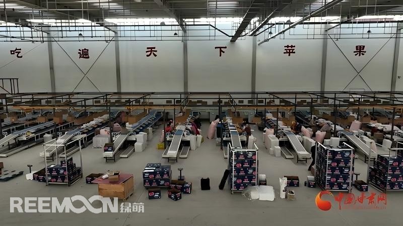 “這個綠萌‘呵福式’智能四通道一體自動化分揀包裝生產(chǎn)線剛安裝上就投入使用，高效便捷。幫我們完成對尼泊爾出口的300噸蘋果分揀包裝。”靜寧蘋果產(chǎn)地冷鏈物流園運營團(tuán)隊負(fù)責(zé)人孫杰錕在剛剛建成投入使用的分選車間邊忙向記者解說?！澳壳熬头謷囬g創(chuàng)造就業(yè)崗位三百多個，其中包裝工約300人、檢果工50人、裝卸工20人，為周