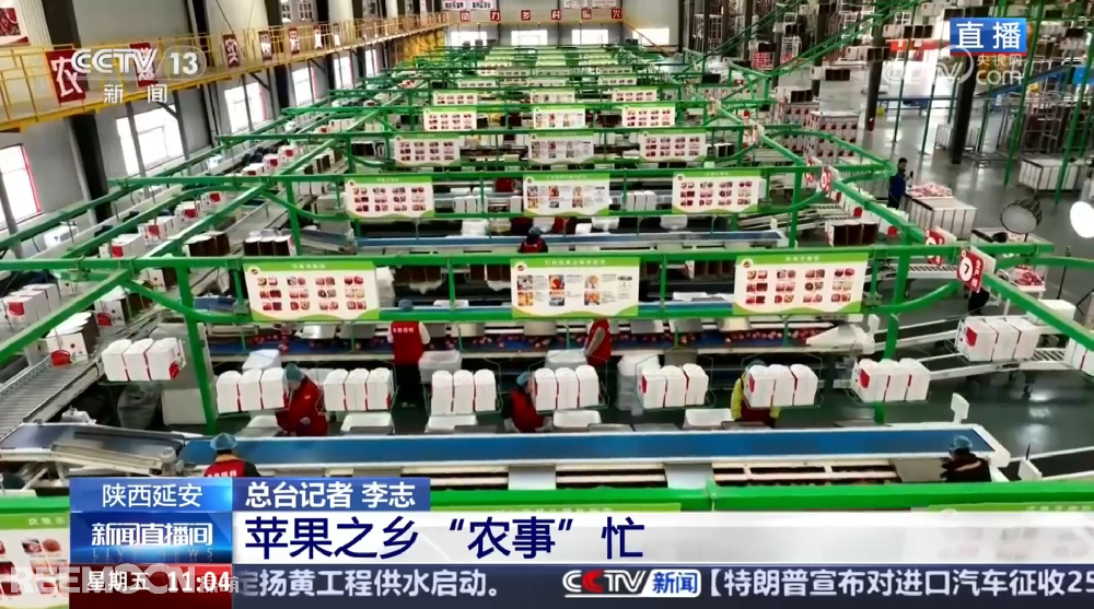 春天是希望的季節(jié)陜西延安是我國(guó)蘋果的優(yōu)生區(qū)和主產(chǎn)區(qū)蘋果之鄉(xiāng)正呈現(xiàn)出一片繁忙的景象3月28日，CCTV13新聞?lì)l道聚焦陜西延安蘋果產(chǎn)業(yè)發(fā)展展現(xiàn)中國(guó)農(nóng)業(yè)現(xiàn)代化與鄉(xiāng)村振興的生動(dòng)實(shí)踐PART.01智能分選線：給蘋果做“體檢”，助力果農(nóng)增收致富延安甘泉縣分揀車間內(nèi)綠萌智能分選設(shè)備高效運(yùn)轉(zhuǎn)通過(guò)人工智能和圖像處理技術(shù)對(duì)傳送帶上的